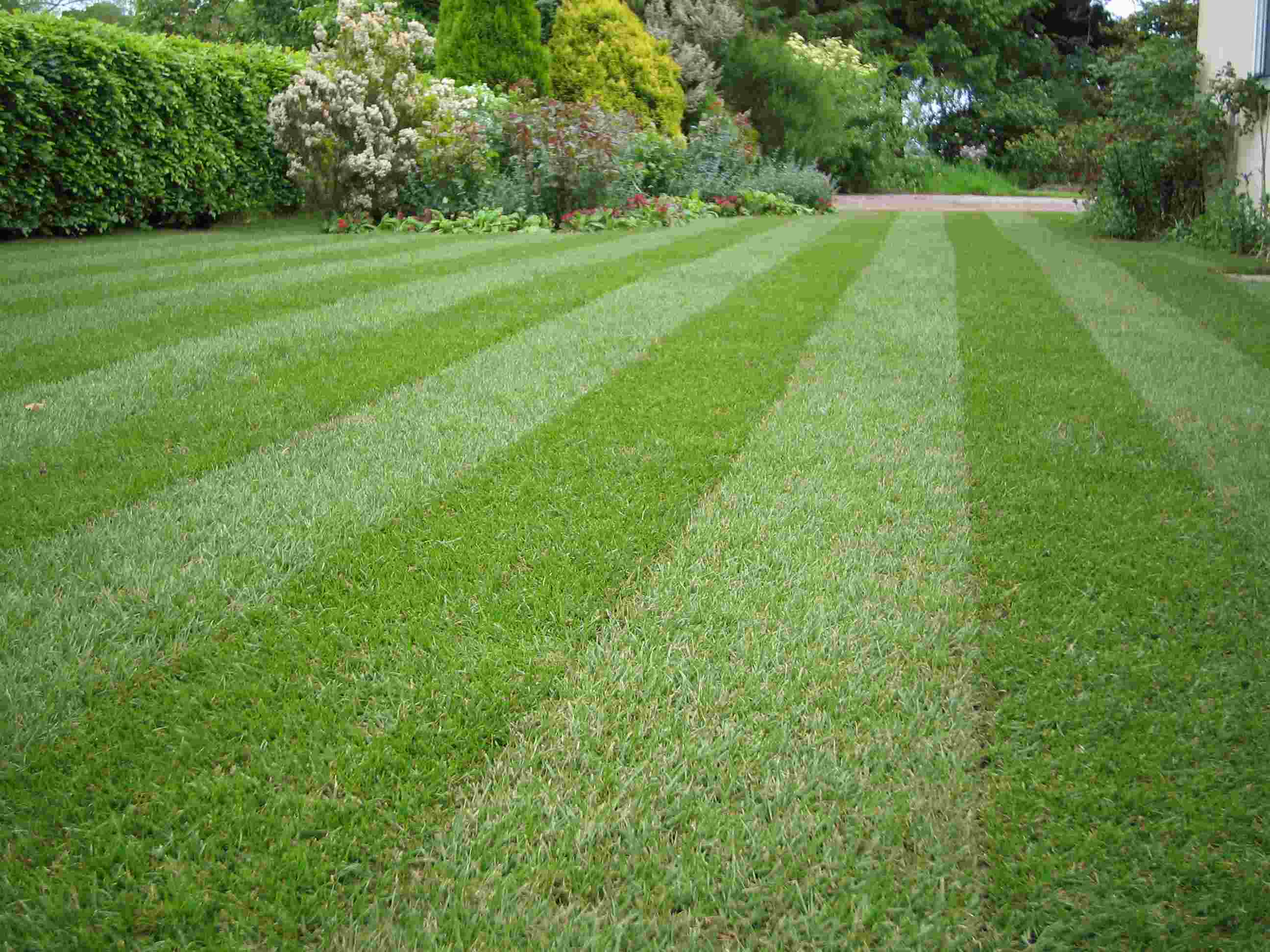 A well maintained lawn